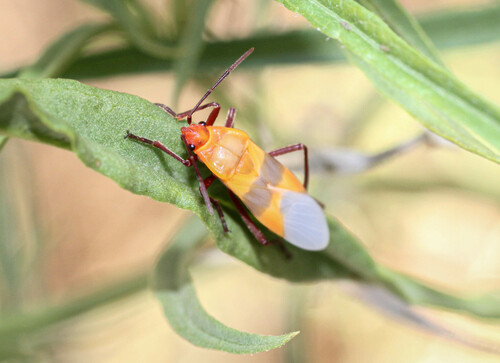 Large Milkweed Bug