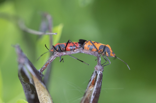 Large Milkweed Bug