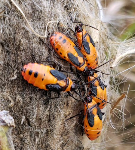 Large Milkweed Bug
