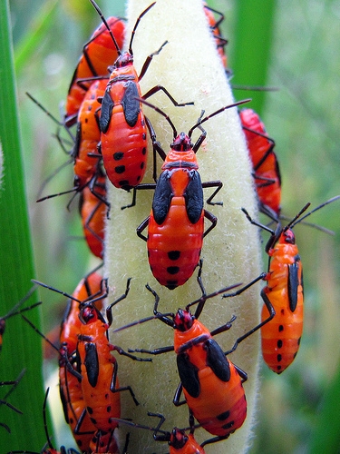 Large Milkweed Bug