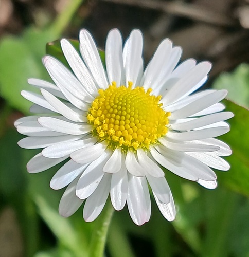 Lawn daisy