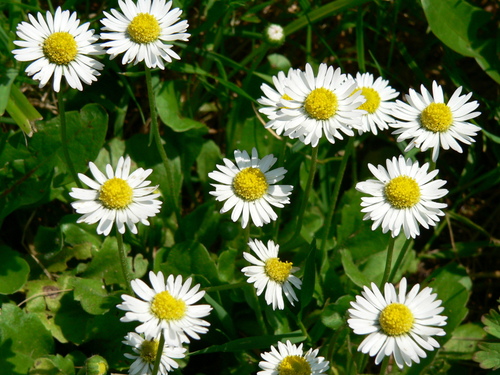 Lawn daisy
