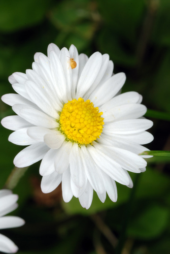 Lawn daisy