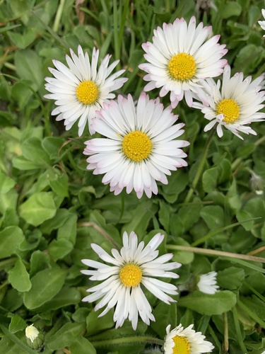 Lawn daisy
