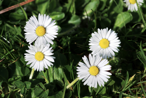 Lawn daisy