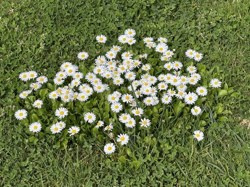 Lawn daisy