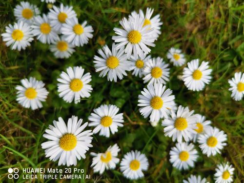 Lawn daisy