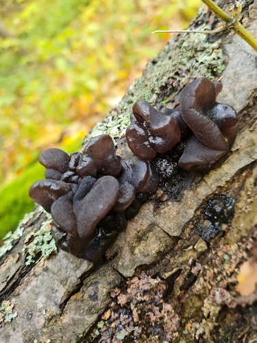 Black Witches' Butter