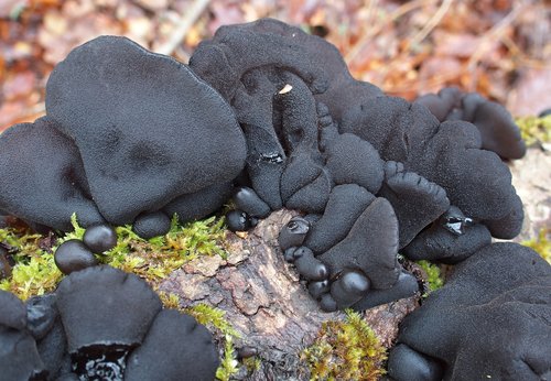 Black Witches' Butter