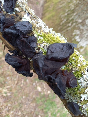 Black Witches' Butter