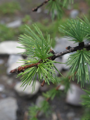 larches