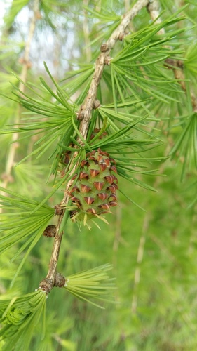 larches