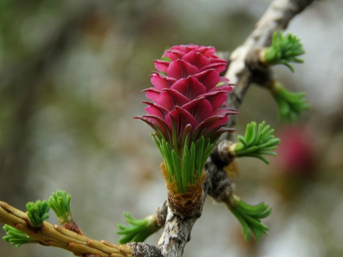 larches