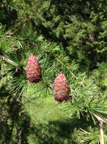 larches