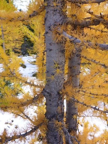 larches
