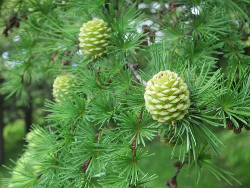 larches