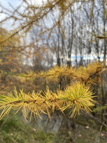 larches