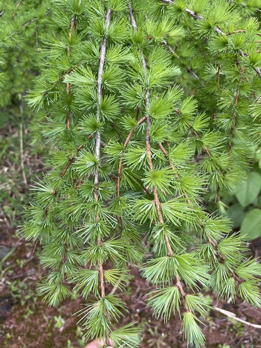 larches