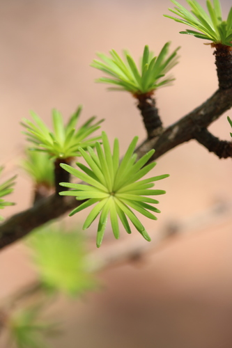 larches