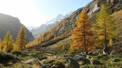 larches