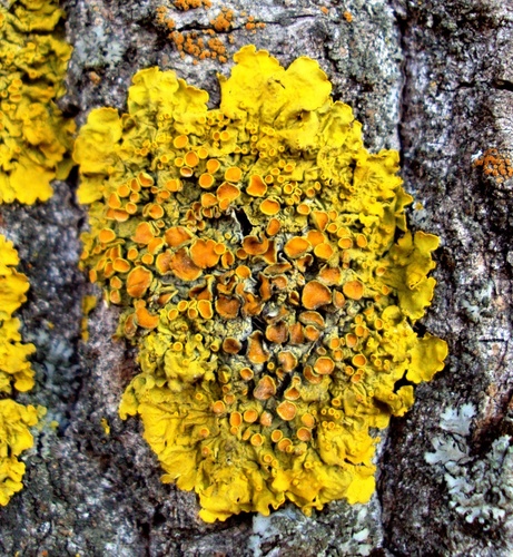 Common Sunburst Lichen