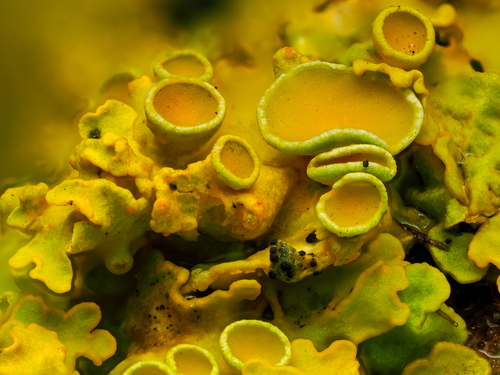 Common Sunburst Lichen