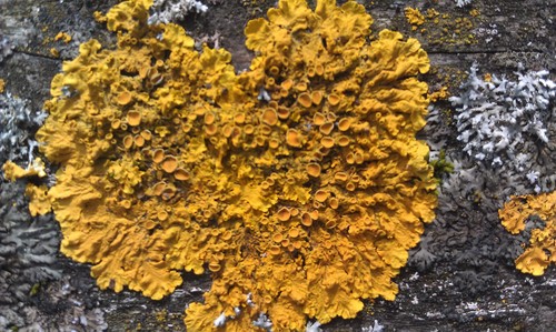 Common Sunburst Lichen