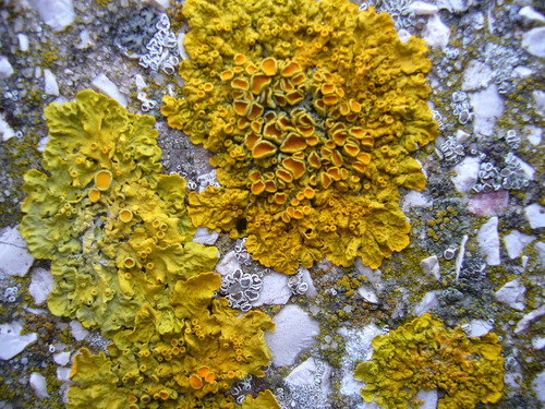 Common Sunburst Lichen