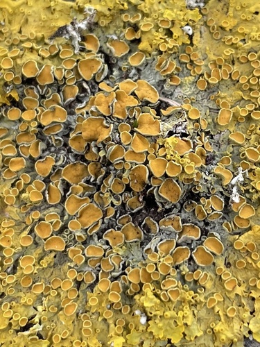 Common Sunburst Lichen