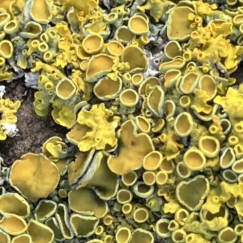 Common Sunburst Lichen