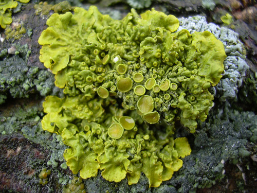 Common Sunburst Lichen