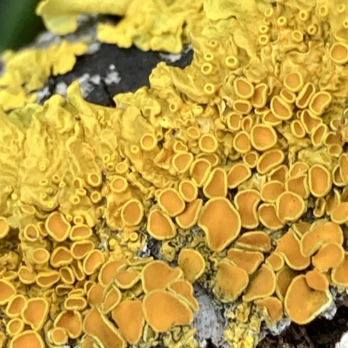 Common Sunburst Lichen