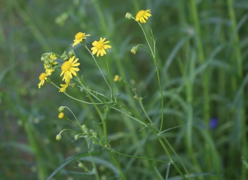 Narrow-leaved Ragwort