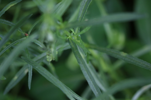 Narrow-leaved Ragwort