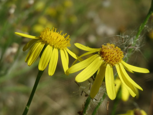 Narrow-leaved Ragwort