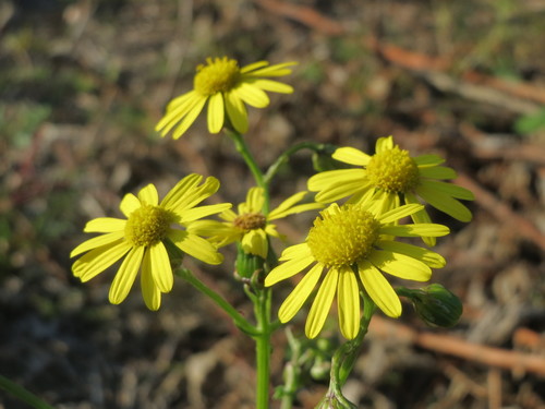 Narrow-leaved Ragwort