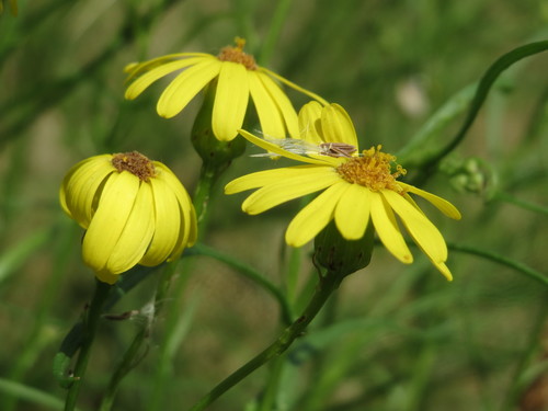Narrow-leaved Ragwort