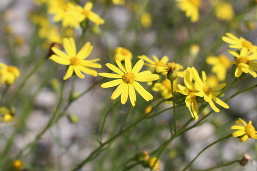 Narrow-leaved Ragwort