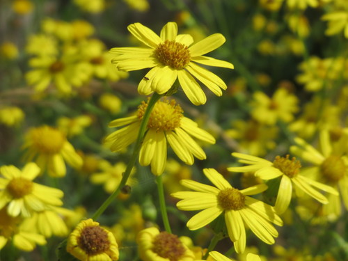 Narrow-leaved Ragwort
