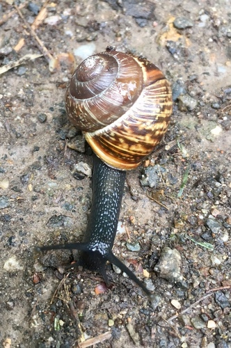 Copse Snail