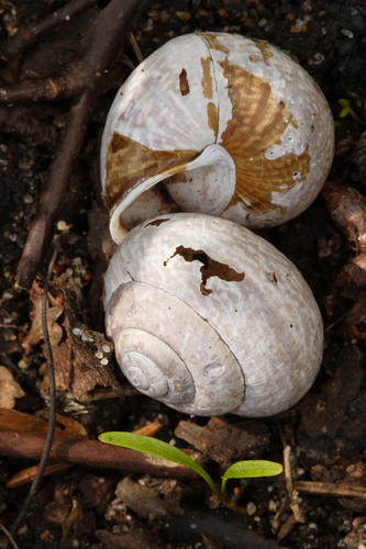 Copse Snail