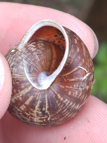 Copse Snail