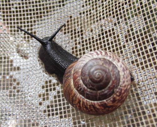 Copse Snail