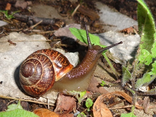 Copse Snail