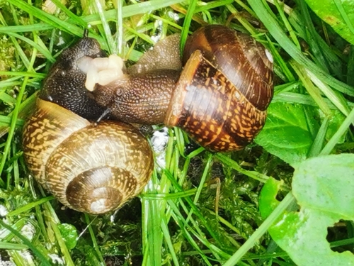 Copse Snail