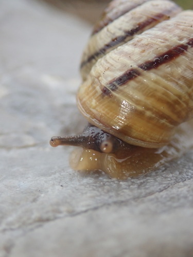 Copse Snail