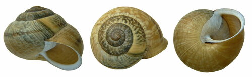 Copse Snail