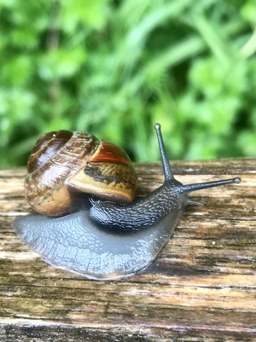 Copse Snail