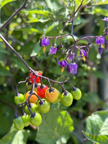 bittersweet nightshade