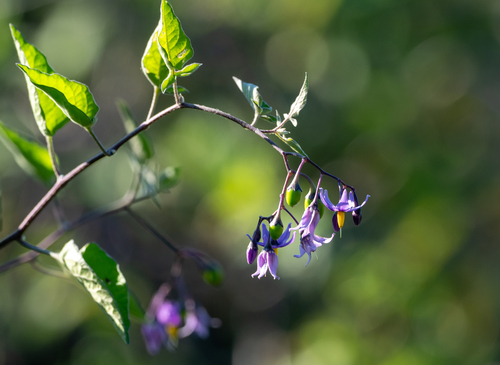 bittersweet nightshade
